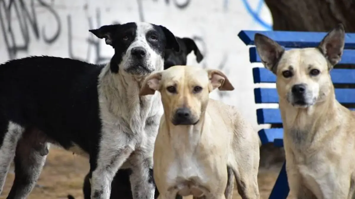 ataques de perros y gatos